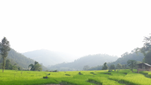 छत्रदेव-५ दाम्जिङ्गटारमा  कृषकहरुको वालि अवलोकन गर्दै -तस्विर ई.सुनिल पन्थी(सुचना प्रविधि अधिकृत)